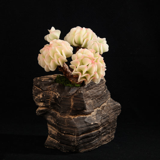 Snow Elf Variegated