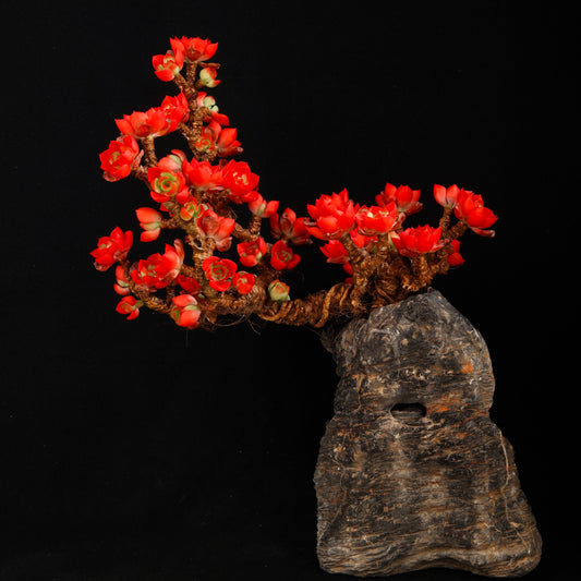 Flaming Tia（XL）