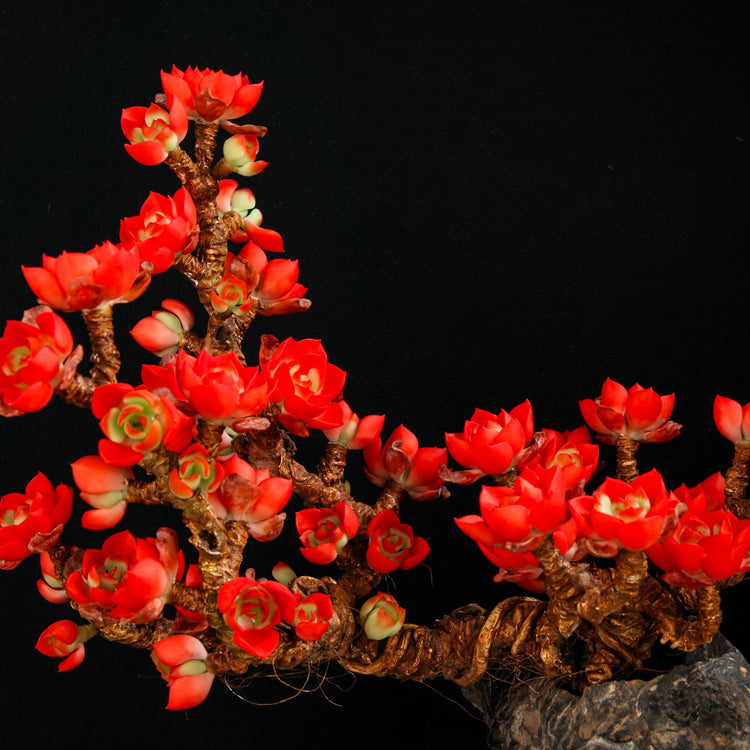 Flaming Tia（XL）
