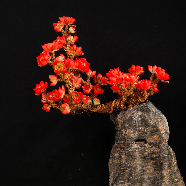 Flaming Tia（XL）