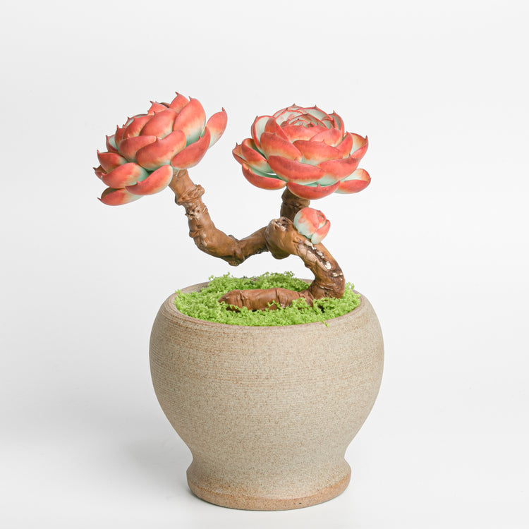 Galagaga Handmade Artificial Succulent  C004