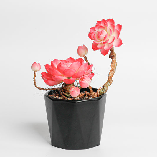 Galagaga Handmade Artificial Succulent  C003 - Handmade  by Galagaga Studio - clay succulent