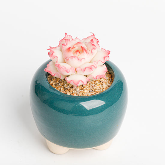 Galagaga Handcrafted Artificial Succulent Plant in Teal Ceramic Pot, White and Pink Flower, Decorative Clay Art - Close-up of unique  design - clay succulent