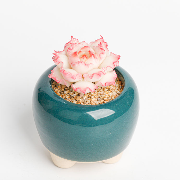 Galagaga Handcrafted Artificial Succulent Plant in Teal Ceramic Pot, White and Pink Flower, Decorative Clay Art - Close-up of unique  design - clay succulent