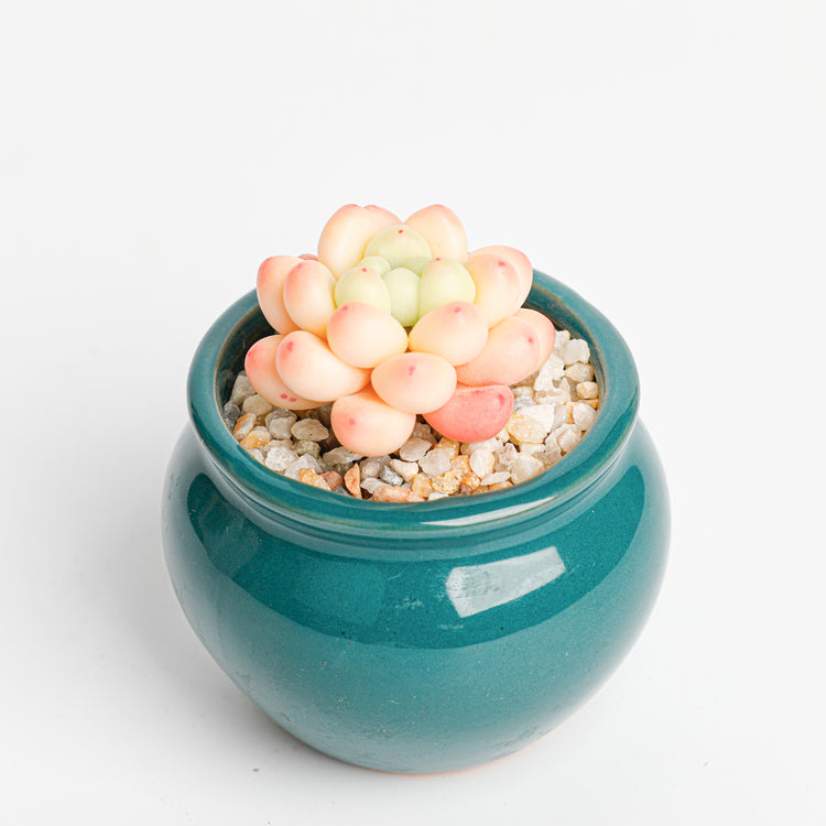 Galagaga Handmade Artificial Succulent  A006