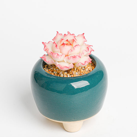 Galagaga Handcrafted Artificial Succulent Plant in Teal Ceramic Pot, White and Pink Flower, Decorative Clay Art - Handmade  by Galagaga Studio - clay succulent
