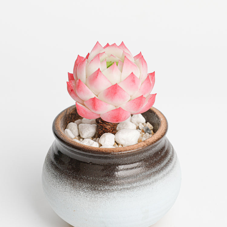 Galagaga Handmade Artificial Succulent Plant stone lotus - Close-up of unique  design - clay succulent