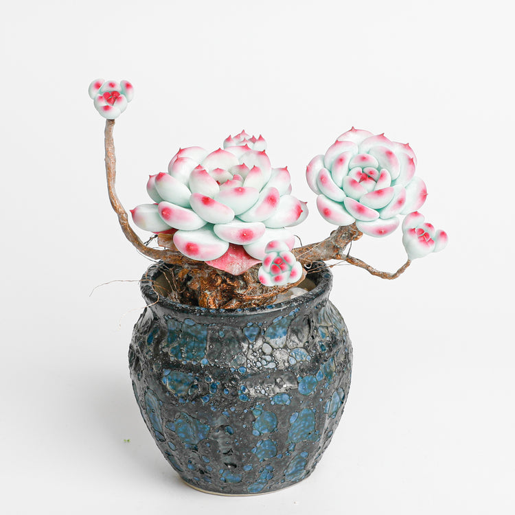 Galagaga Handmade Artificial Succulent  B005