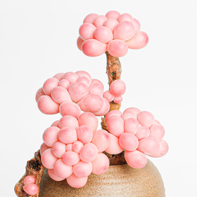 Galagaga Handmade Artificial Succulent  C010