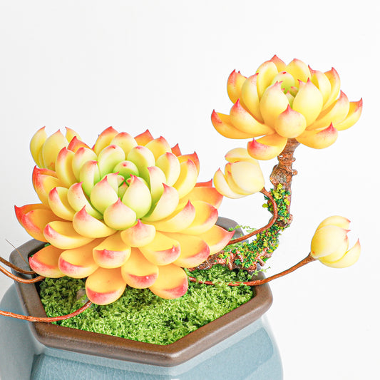 Handmade clay Succulent B010 - Handmade  by Galagaga Studio - clay succulent