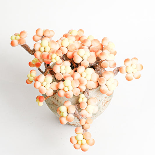 Handmade clay Succulent E005 - Handmade  by Galagaga Studio - clay succulent