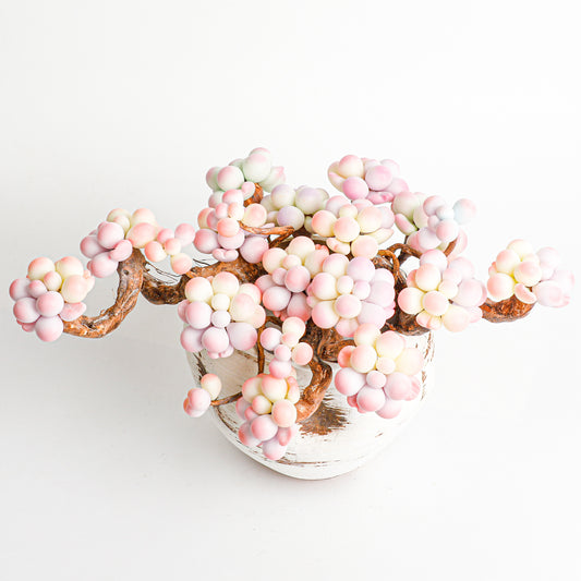 Handmade clay Succulent E04 - Handmade by Galagaga Studio - clay succulent