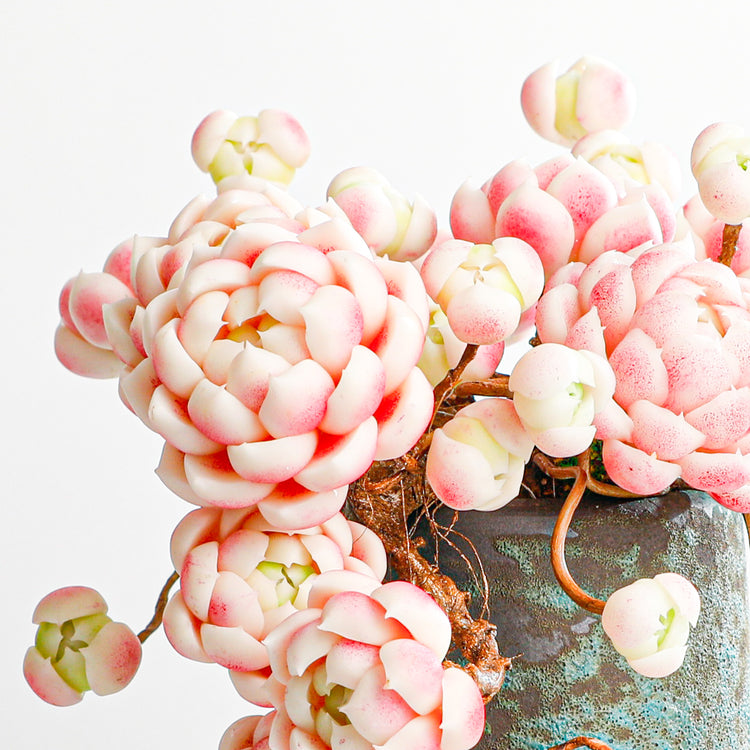 Handmade clay Succulent E012 - Handcrafted  image 8 - clay succulent