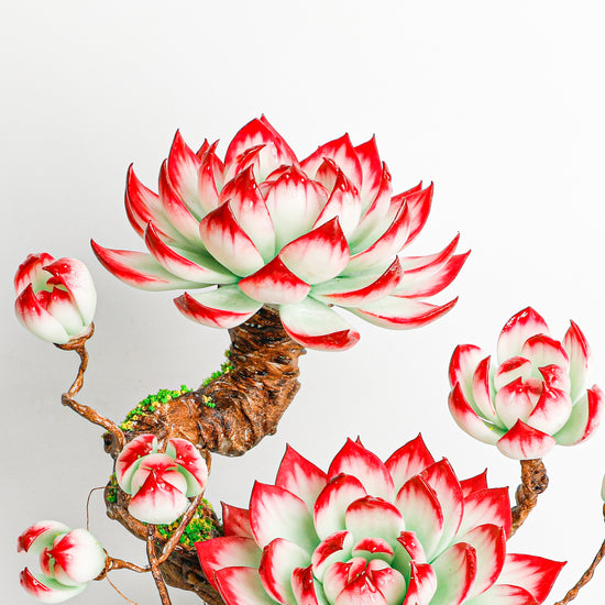 Handmade clay Succulent E007 - Handcrafted  image 6 - clay succulent