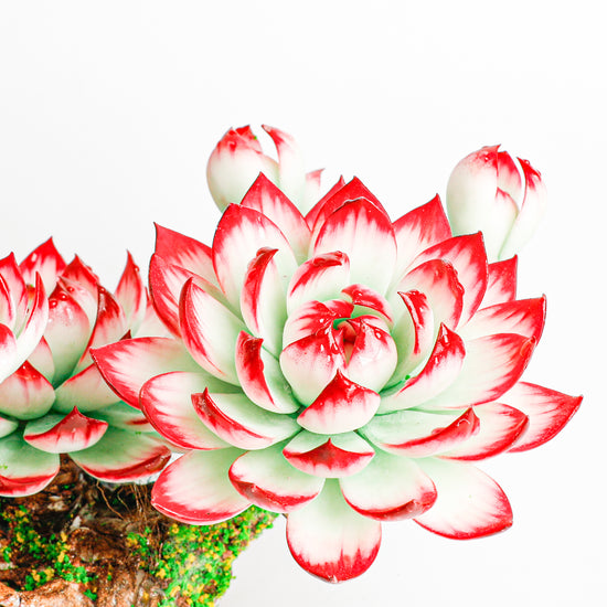 Handmade clay Succulent E007 - Handcrafted  image 4 - clay succulent