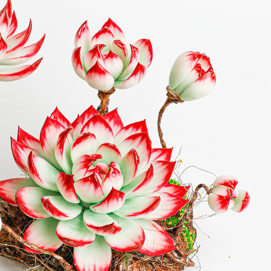 Handmade clay Succulent E007 - Close-up of unique  design - clay succulent