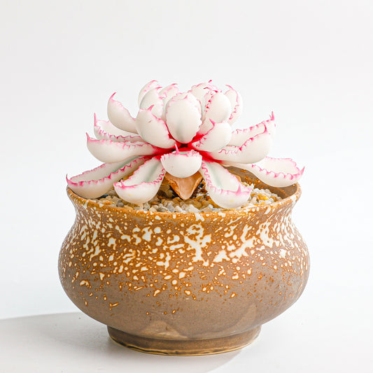 Handmade clay Succulent D009 - Handmade  by Galagaga Studio - clay succulent