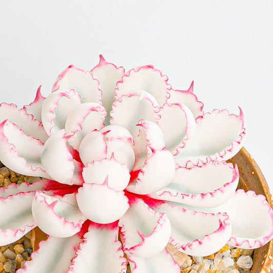 Handmade clay Succulent D009 - Detail view of handmade  - clay succulent