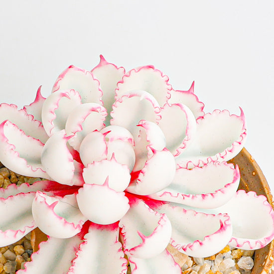 Handmade clay Succulent D009 - Detail view of handmade  - clay succulent