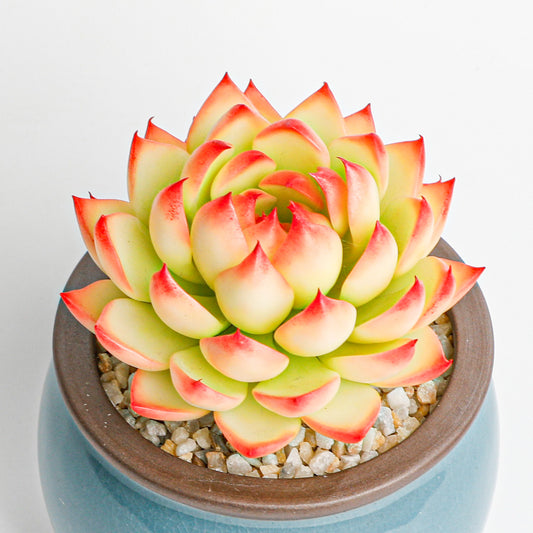 Handmade clay Succulent D007 - Handmade  by Galagaga Studio - clay succulent