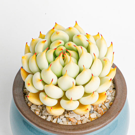 Handmade clay Succulent D008 - Handmade  by Galagaga Studio - clay succulent