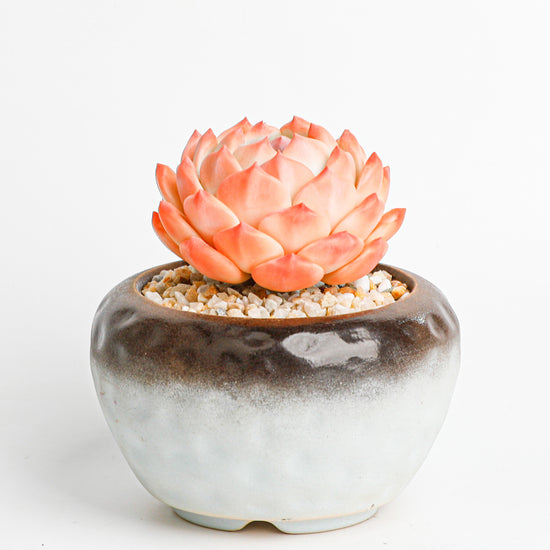Handmade clay Succulent D010 - Handcrafted  image 6 - clay succulent