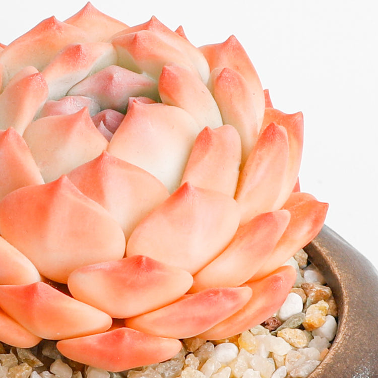 Handmade clay Succulent D010 - Close-up of unique  design - clay succulent