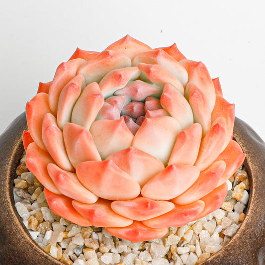 Handmade clay Succulent D010 - Handmade  by Galagaga Studio - clay succulent