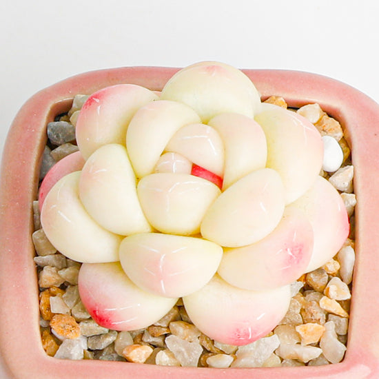 Handmade clay Succulent A015 - clay succulent plant - Artisan-quality craft - limited edition handmade piece
