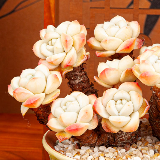 Handmade Clay Succulent Plant with Hand-painted Ceramic Pot SH004
