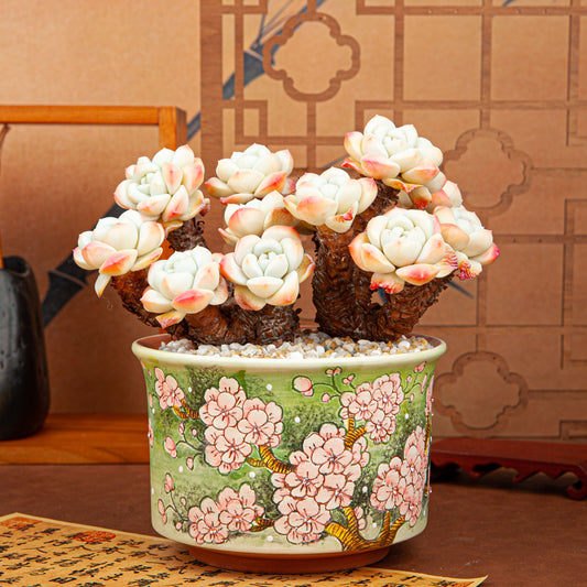 Handmade Clay Succulent Plant with Hand-painted Ceramic Pot SH004