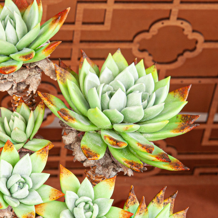 Artificial Succulent Plant Arrangement G002