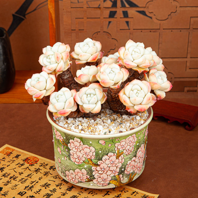 Handmade Clay Succulent Plant with Hand-painted Ceramic Pot SH004