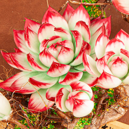 Handmade Clay Succulent Plant W005 – detail view 5