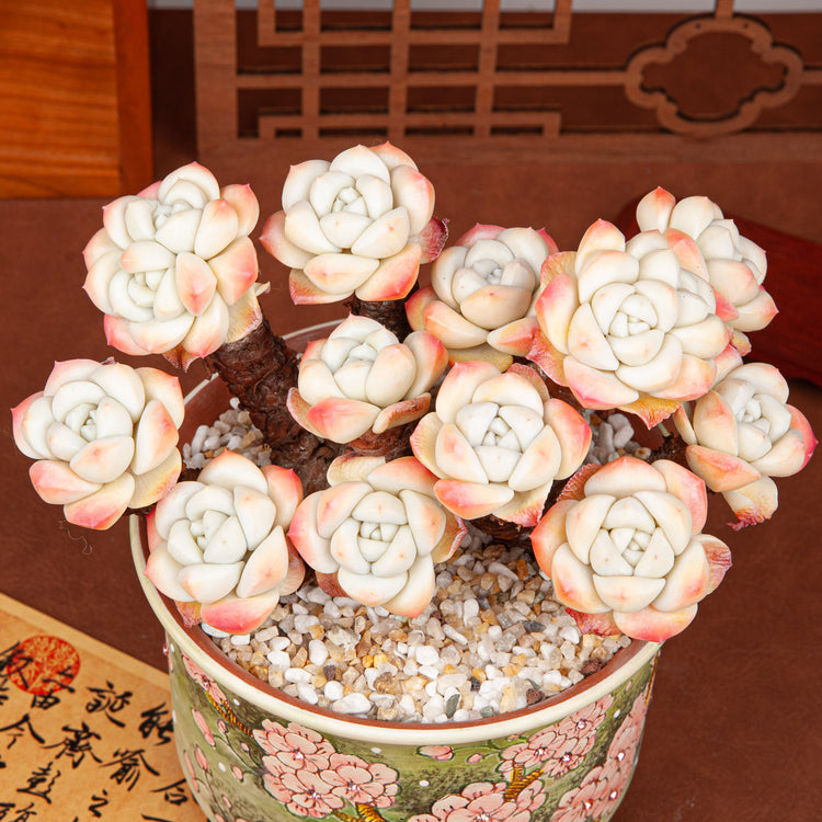 Handmade Clay Succulent Plant with Hand-painted Ceramic Pot SH004