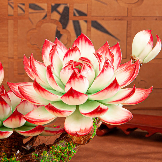 Handmade Clay Succulent Plant W005 – detail view 4