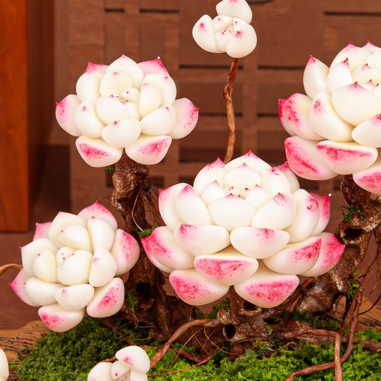 Artificial Succulent Bonsai Arrangement B018 – detail view 2