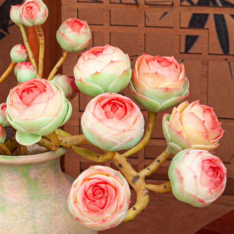 Artificial Succulent Plant Arrangement G001