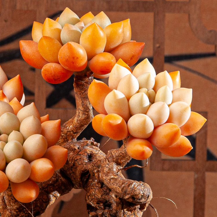 Artificial Succulent Bonsai Arrangement B014