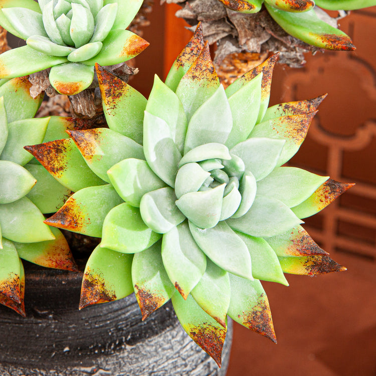 Artificial Succulent Plant Arrangement G002