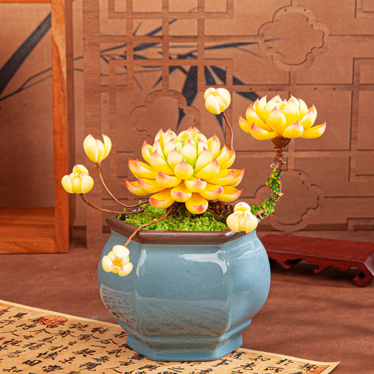 Artificial Succulent Bonsai Arrangement B013