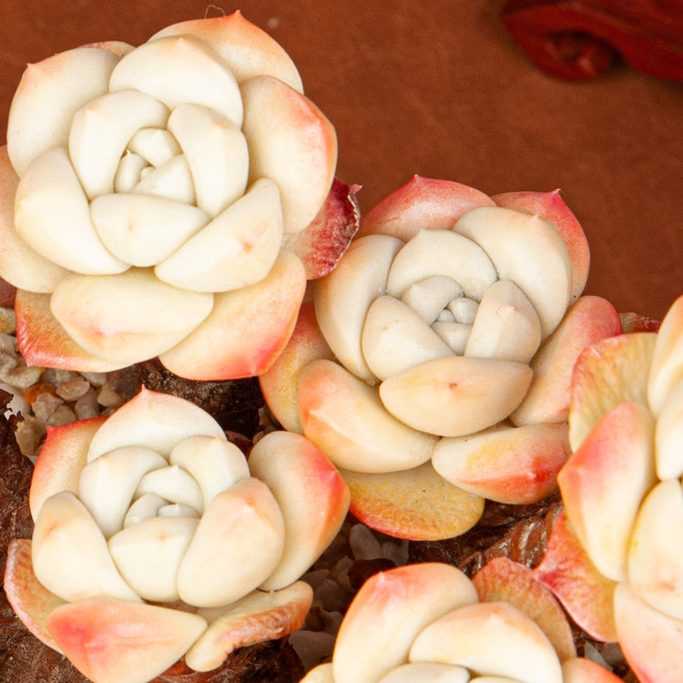 Handmade Clay Succulent Plant with Hand-painted Ceramic Pot SH004