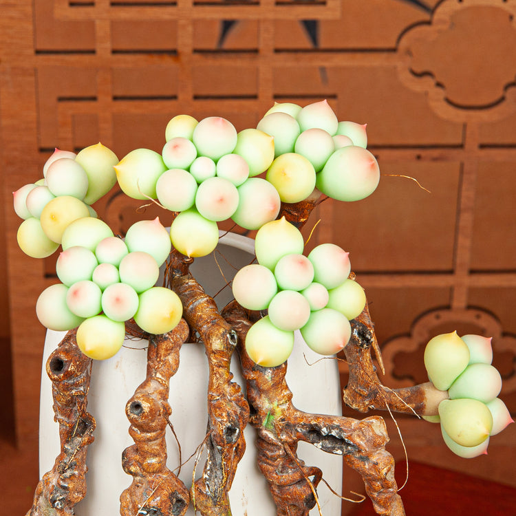 Artificial Succulent Plant Arrangement G003