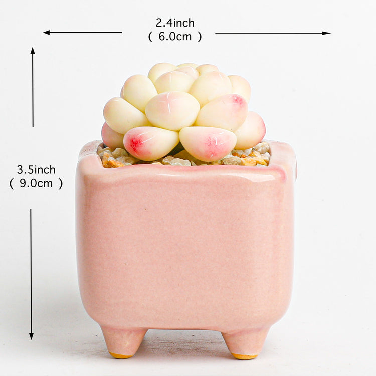 Handmade clay Succulent A015 - clay succulent plant - Handmade with love - special gift for special occasions